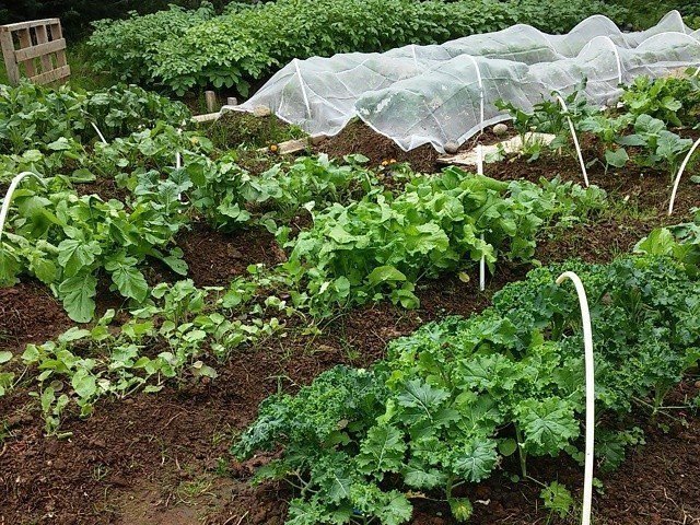 Kraftmolta álitin vara