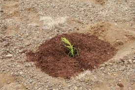 Molta notuð í uppgræðslu