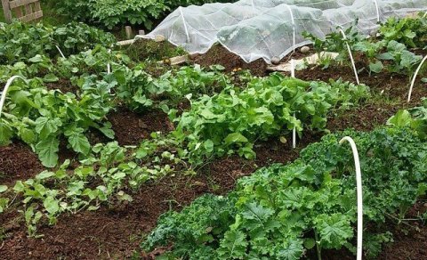 Kraftmolta álitin vara