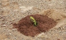 Molta notuð í uppgræðslu